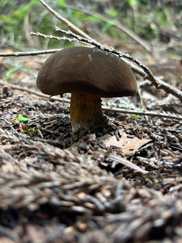 Neoboletus