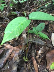 Dipterocarpaceae
