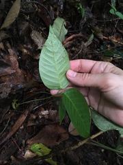 Dipterocarpaceae