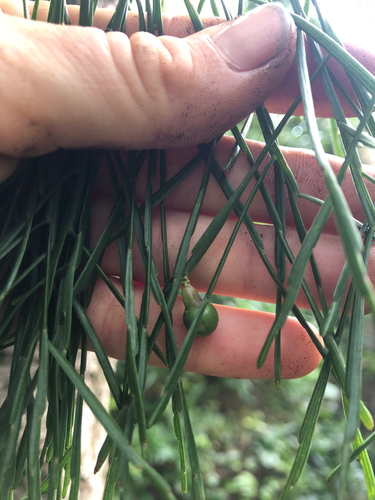 Exocarpos homalocladus observed 2025-08-19