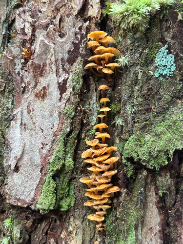 Xeromphalina campanella