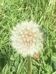 Taraxacum