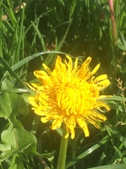 Taraxacum