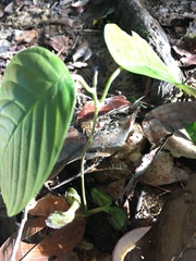 Dipterocarpaceae