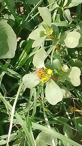 Western Honey Bee