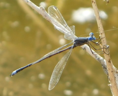 Archilestes