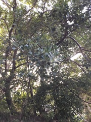 Heptapleurum heptaphyllum