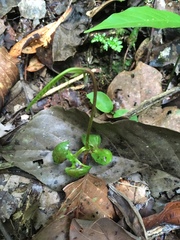 Dipterocarpaceae