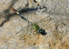 Erpetogomphus elaps