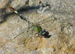 Erpetogomphus elaps