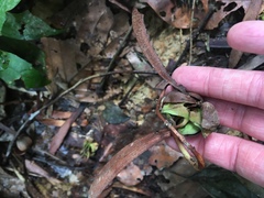 Dipterocarpaceae