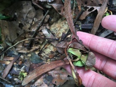 Dipterocarpaceae