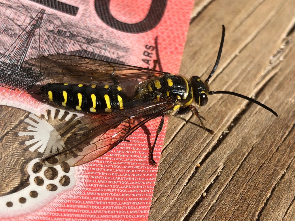 Zaspilothynnus wilsoni