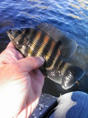 Heterotilapia buettikoferi