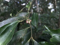 Euonymus laxiflorus