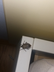 Halyomorpha halys