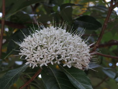 Pavetta australiensis