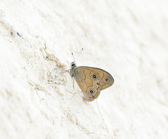 Hypocysta euphemia