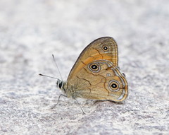 Hypocysta euphemia