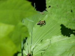 Laphria sacrator