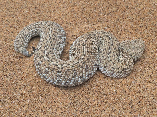 Photo of a Dwarf Puff Adder (Bitis peringueyi)