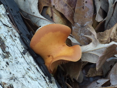 Gymnopilus subtropicus