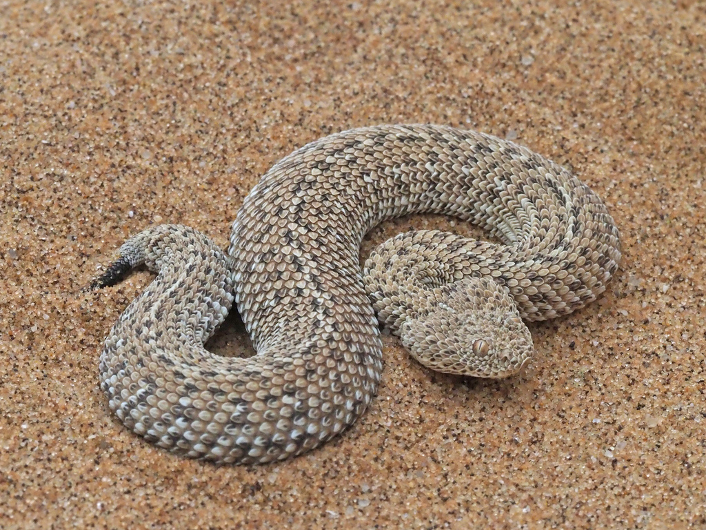 Dwarf Puff Adder