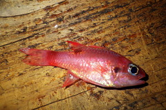 Apogon maculatus