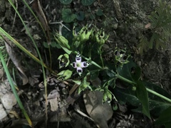 Swertia shintenensis