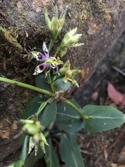 Swertia shintenensis