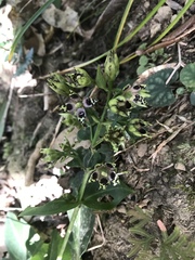 Swertia shintenensis