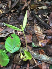 Dipterocarpaceae
