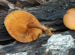 Gymnopilus subtropicus