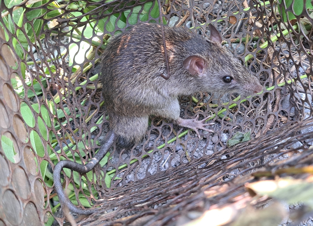 Lesser ricefield rat
