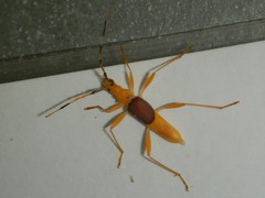 Tricheops epipphiger