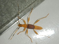 Tricheops epipphiger