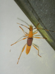 Tricheops epipphiger