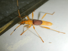 Tricheops epipphiger