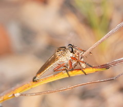Zosteria sydneensis