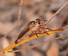 Zosteria sydneensis