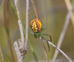 Australomisidia rosea