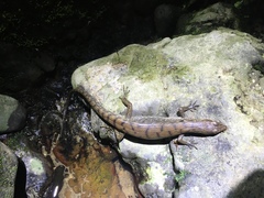 Tropidophorus beccarii