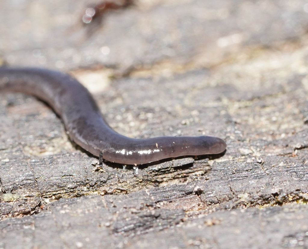 Anisorhynchodemus obscurus