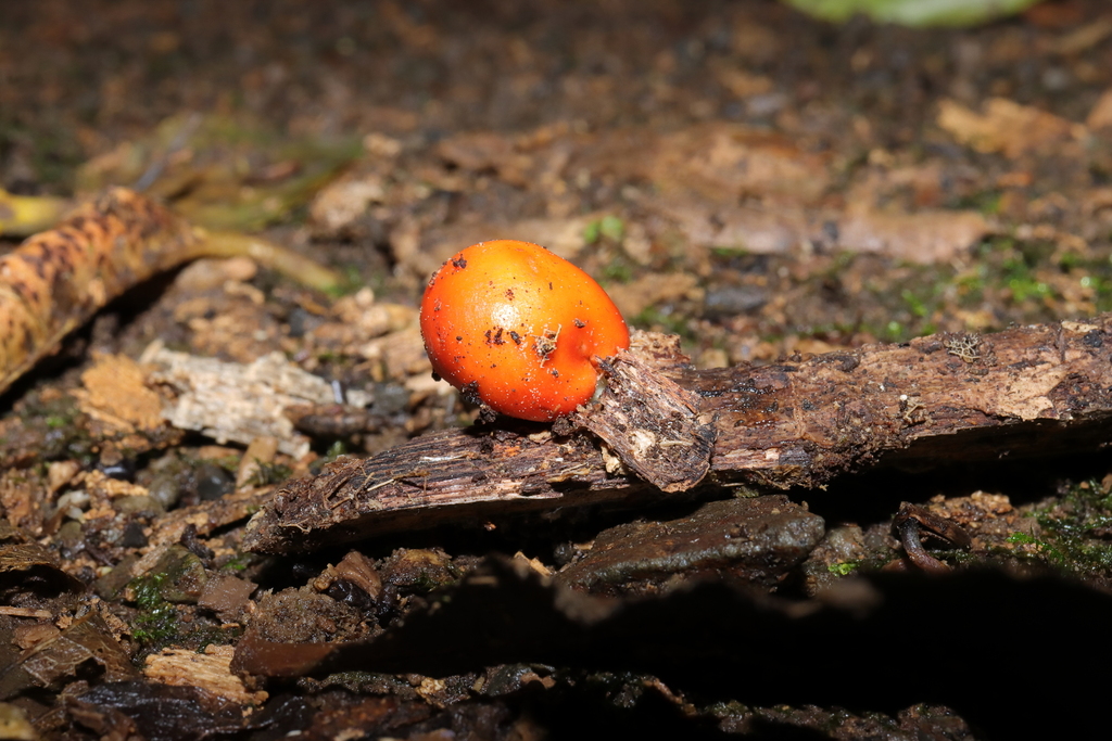 Leratiomyces erythrocephalus · August 2025 · photo: © haydenj (iNaturalist, cc-by)