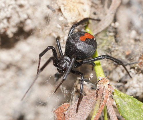 Latrodectus hasselti Thorell, 1870