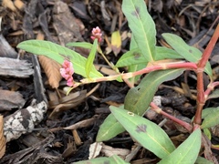 Persicaria maculosa