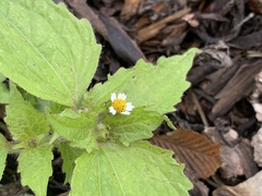 Galinsoga quadriradiata