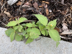 Galinsoga quadriradiata