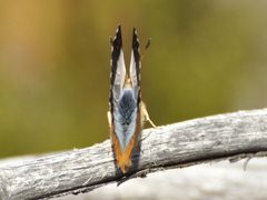 Chrysoritis uranus uranus