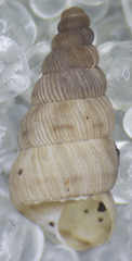 Cochlostoma